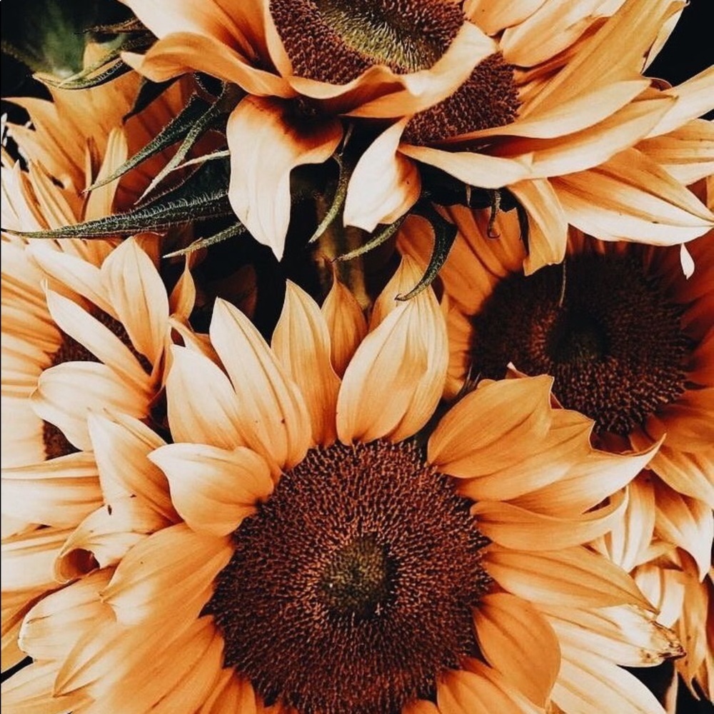 Meet your Posher, Telisha